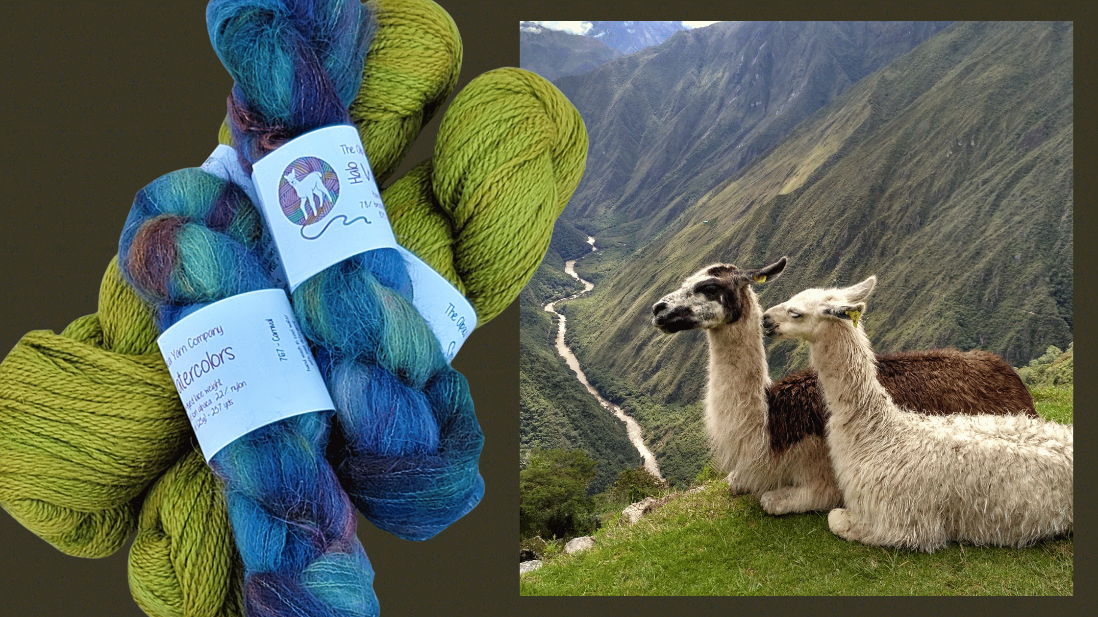 A Love Letter to Alpacas